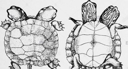 ¡Vemos doble! Raras tortugas de dos cabezas son VISTAS en Estados Unidos