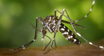 ¿Nuevo VIRUS? Mosquito resistente al FRÍO se propaga y podría infectar Europa