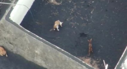 ¿Perros de La Palma fueron rescatados? Aparece MISTERIOSO mensaje en lugar donde estaban los caninos
