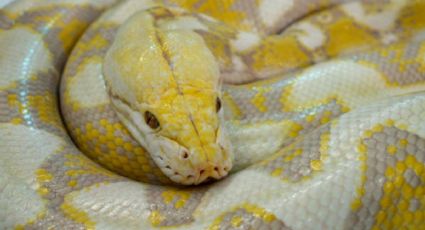 Serpiente GIGANTE deja sin aliento a un pueblo; tuvieron que levantarla con grúa: VIDEO VIRAL