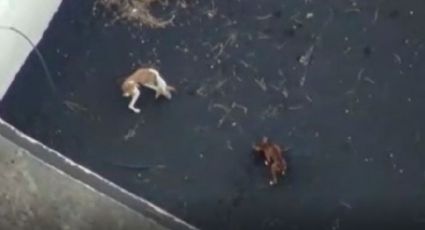 Misterio continúa, perros rescatados de la lava aparecen en casa de acogida: VIDEO