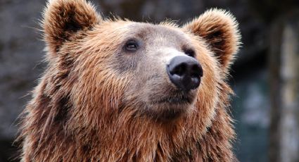 ¿Qué es la temporada del oso gordo? Así es esta celebración en Alaska
