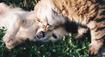 Día Mundial de los Animales: ¿Qué es y por qué BENDICEN a las mascotas?