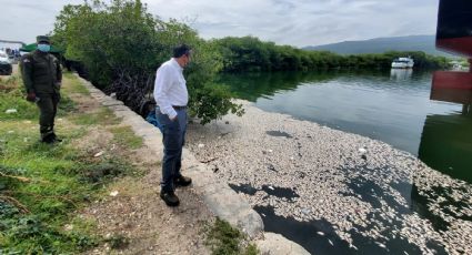 ¿Un mensaje apocalíptico? Miles de peces aparecen MUERTOS en costa de República Dominicana: VIDEO