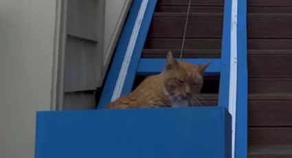 ¡Ternurita! Dueño hace elevador miniatura para su gato viejito: VIDEO