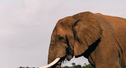 Un elefante podría ser considerado una persona legalmente por esta razón