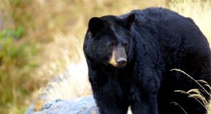 ¡Trágico! la historia del oso que murió tras ser atropellado en Monterrey