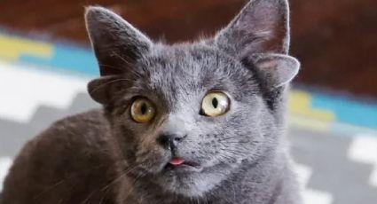 Conoce a Midas, la gatita de 4 orejas que enamora a internet: FOTOS