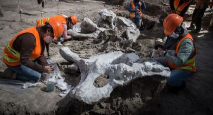 ¡Mamut mexicano! Hallan restos del impresionante animal en Puebla con más de 10 mil AÑOS
