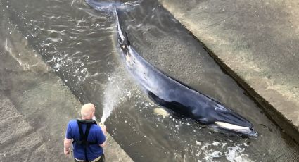 Rescatan a 'bebé' ballena atrapada en el río Támesis: VIDEO VIRAL