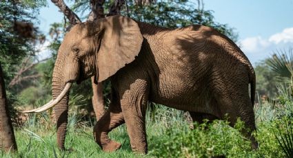 FOTOS VIRALES: elefante enojado PATEA a un HOMBRE que lo molestaba; lo "usó" como PELOTA