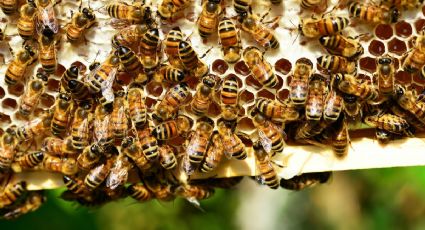 Este tipo de abejas africanas se caracterizan por ser más agresivas