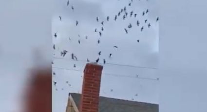 ¡De terror! Cientos de pájaros invaden casas en California: FOTOS