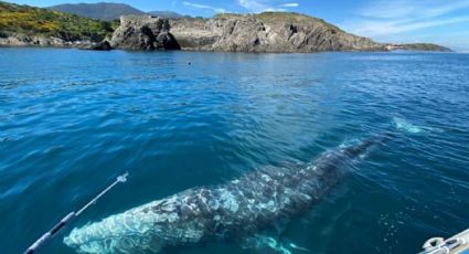 Wally, la BALLENA gris PERDIDA en el Mediterráneo por el CALENTAMIENTO GLOBAL podría ser SACRIFICADA