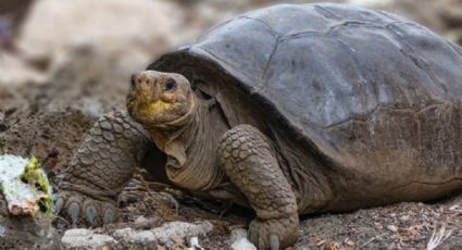 ¡Insólito! Hallan TORTUGA que creían EXTINTA desde hace 100 años; podrían existir más