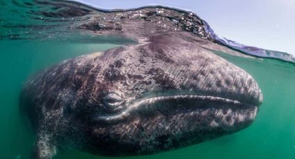 ¡Como en la Biblia! Pescador se salva de morir ahogado porque una ballena se lo TRAGÓ