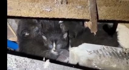 ¡Un milagro! Salvan a gatitos de los escombros de una casa que ARDIÓ en LLAMAS