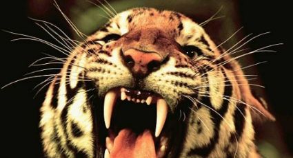 Tigre escapa y CAZA empleado de zoológico en Sudáfrica