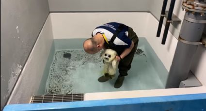 VIDEO VIRAL: Foca bebé entra por PRIMERA VEZ al agua y es lo más TIERNO que verás hoy