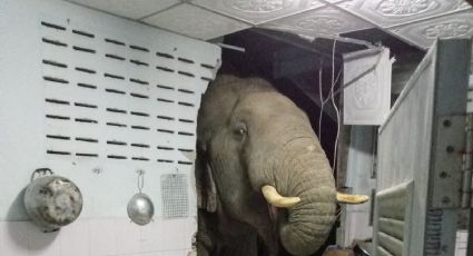 ¡Huésped inesperado! Elefante busca comida en casa de una mujer en Tailandia (VIDEO)