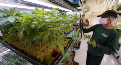 Connecticut aprobó el uso recreativo de marihuana