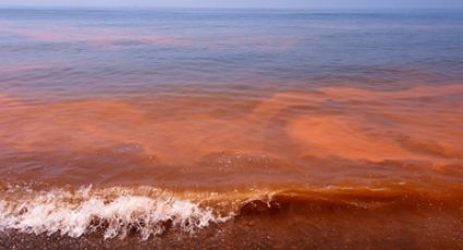 ¡Cuidado! Detectan marea ROJA en playas del Itsmo de Oaxaca; piden no consumir moluscos