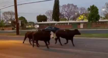 Manada de vacas escapa y causan CAOS en Los Ángeles; reportan lesionados: VIDEO