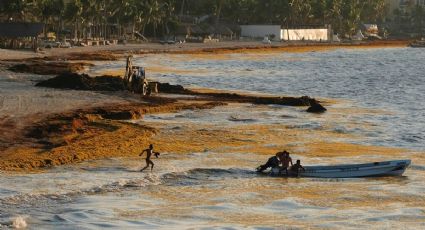 Sargazo 'ahoga' las paradisiacas PLAYAS del Caribe mexicano, ¿qué tan peligroso es?