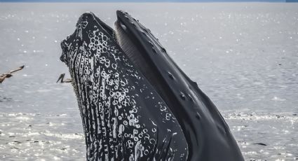 ¡Viajera! Ballena gris recorre la mitad del mundo en dos meses