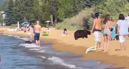 Mamá oso y sus cachorros se dan BAÑO en lago de California, repleto de turistas: VIDEO
