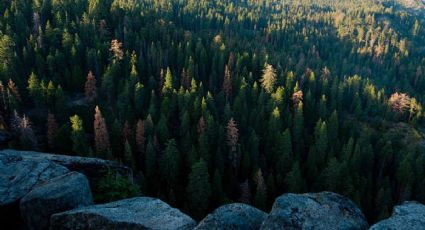 ¡Terrible accidente! Hombre muere al caer por un acantilado en el Parque Nacional Sequoia