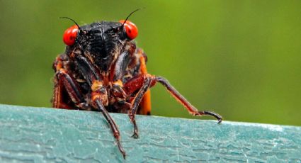 ¡Cuidado! Tras PLAGA de cigarras, autoridades alertan a los alérgicos a los mariscos por esta razón