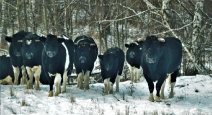 ¿Nueva ESPECIE? Descubren manada de vacas SALVAJES en Chernóbil