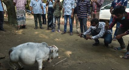 Ella es Rani, la vaca "más pequeña del MUNDO" que causa FUROR en Bangladés: FOTOS