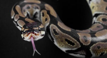 ¡De terror! Serpiente ATACA a HOMBRE mientras estaba sentado en el INODORO de su casa: FOTOS