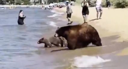 ¡Qué calor! Una mamá oso y sus cachorros se refrescan en lago de California llena de turistas: VIDEO