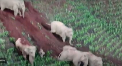 ¡Qué aventura! Elefantes en manada se deslizan por la colina: VIDEO VIRAL