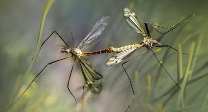 ¡Impresionante! Un 'tornado' de mosquitos sorprendió en Rusia (VIDEO)