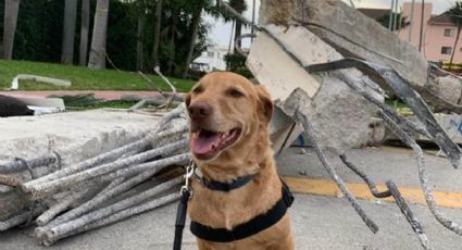 Teddy, el perro que ayudó a familias tras COLAPSO de Surfside necesita de tu ayuda; no puede CAMINAR