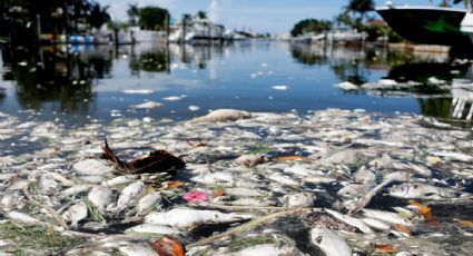 ¿Mar muerto? Tóxica marea roja mata a cientos de peces en Florida: VIDEO + FOTO