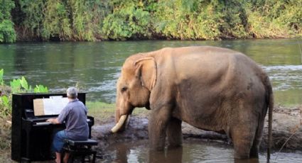 Elefante rescatado se ENAMORA de música de Beethoven tocada en VIVO en su hábitat: VIDEO VIRAL