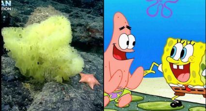 ¡Son reales! Captan a Bob Esponja y Patricio Estrella en el fondo del Atlántico: FOTO