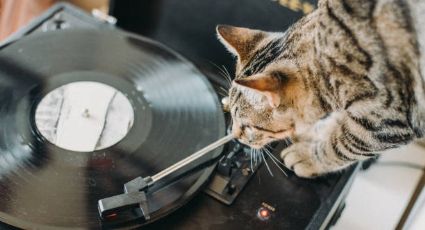 ¿Gatito DJ? Vecinos denuncian por una 'fiesta clandestina' y la policía encuentra un felino con un equipo de música