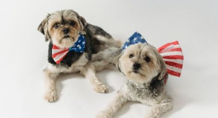 4 de julio: cinco formas de PROTEGER a tu mascota de los fuegos ARTIFICIALES del Día de la Independencia