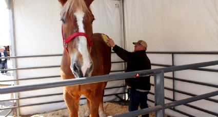 ¡Qué tristeza! Murió Big Jake, el CABALLO más ALTO del mundo; medía más de 2 metros