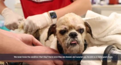 ¡Aplausos! Perrito "enmarañado" en kilos de PELO ya tiene nueva familia; esta es su TRISTE historia: VIDEO