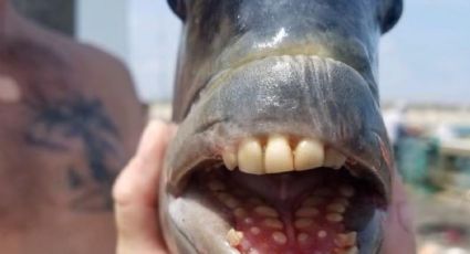 ¡Increíble! Capturan a EXTRAÑO pez con dientes de aspecto humano: FOTO