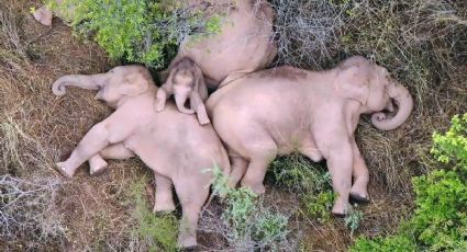 ¡Terminó la aventura! Manada de elefantes regresa a casa, tras meses deambulando: FOTOS