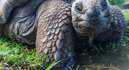 ¡Impactante! Tortuga gigante se come así a otro animal