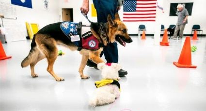 Veteranos tendrán perritos de servicio, Joe Biden firma proyecto de Ley